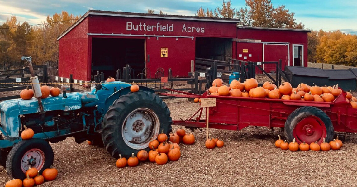 Harvest Pumpkin Fest at Butterfield Acres
