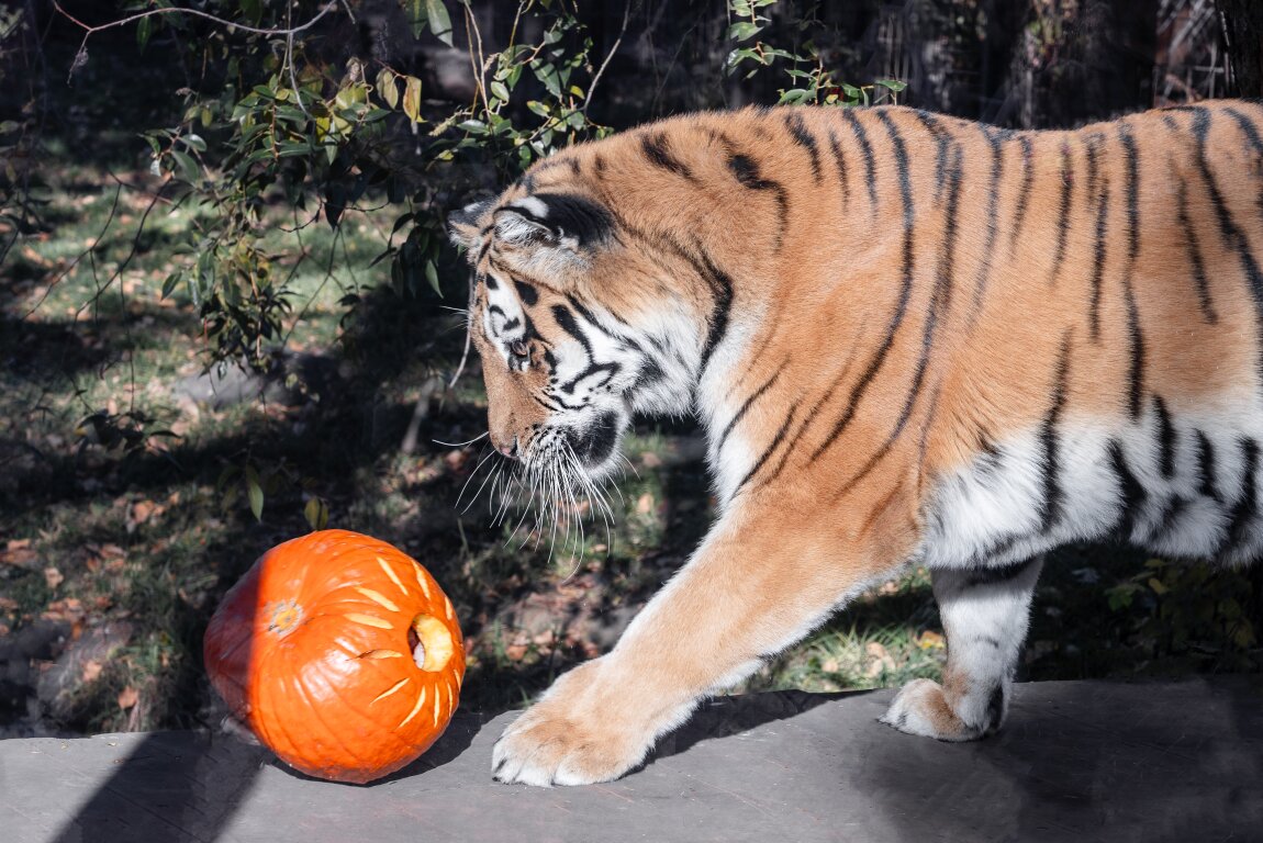 ZooBOO