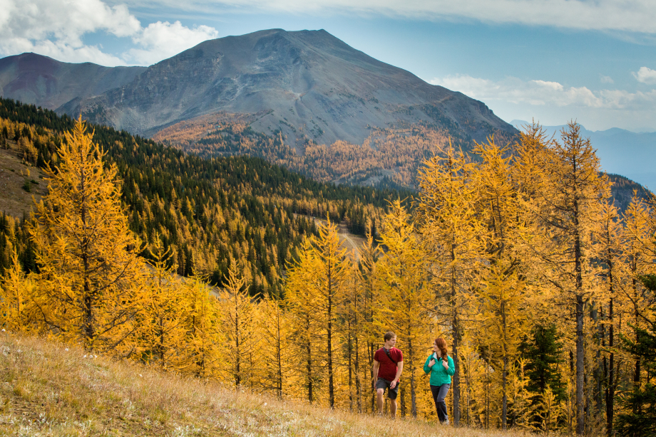 Hikers in the autumn trees in Larch Valley at Sentinel Pass in Banff National Park