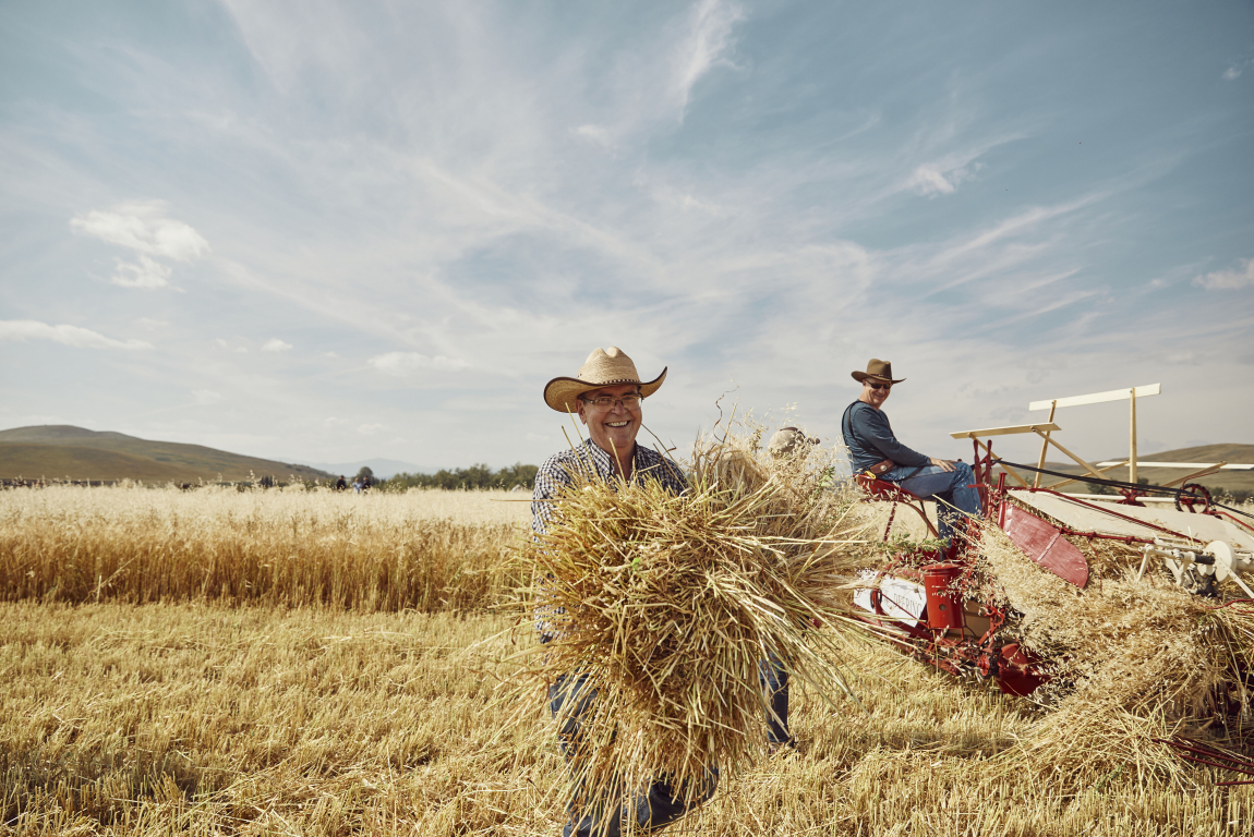 Volunteers gathering sheaves of barley grain cut by horse-drawn vintage farm gear in preparation for threshing.