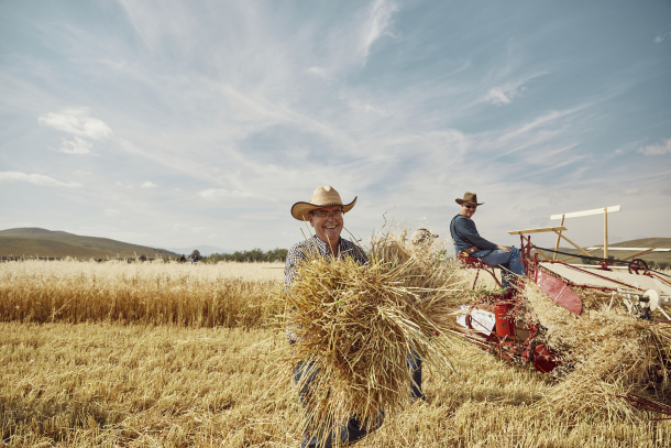 Volunteers gathering sheaves of barley grain cut by horse-drawn vintage farm gear in preparation for threshing.