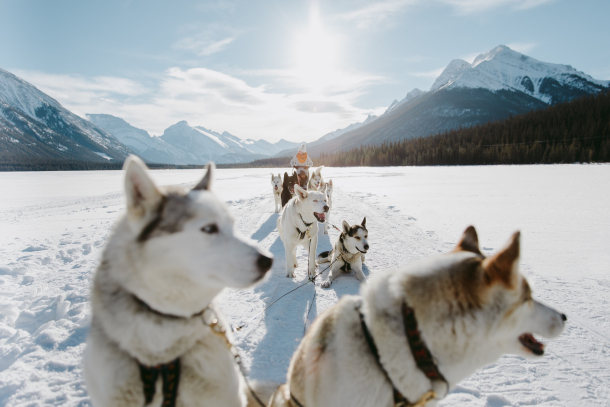 A dog sledding tour stops for the huskies to rest, mountains, forest and sun in background, while sledding in Spray Lakes in Canmore, Kananaskis Country