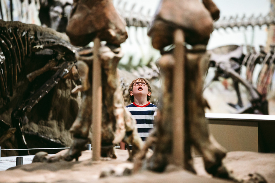 A child / boy looking at dinosaur fossils / skeletons at the Royal Tyrrell Museum