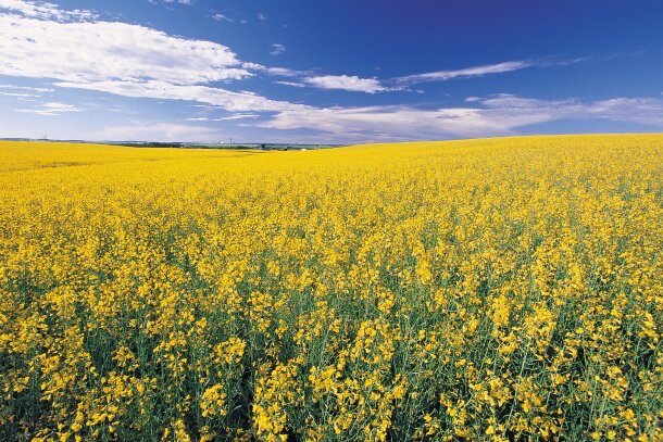 A canola field near Red Deer.