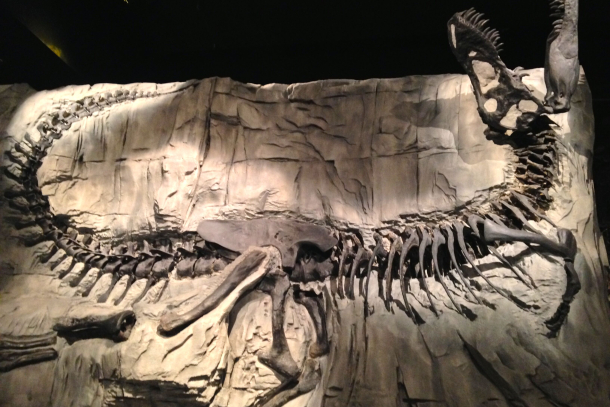 The Black Beauty T-Rex dinosaur fossil inside the Royal Tyrrell Museum in Drumheller