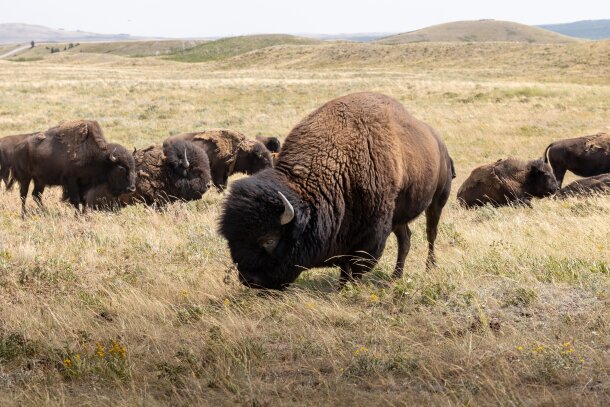 A group of bison in a paddock in Waterton Lakes National Park.