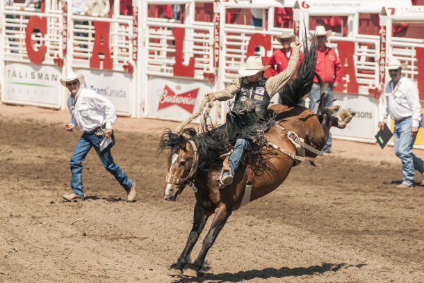 Participant in the Calgary Stampede Rodeo Saddle Bronc Event