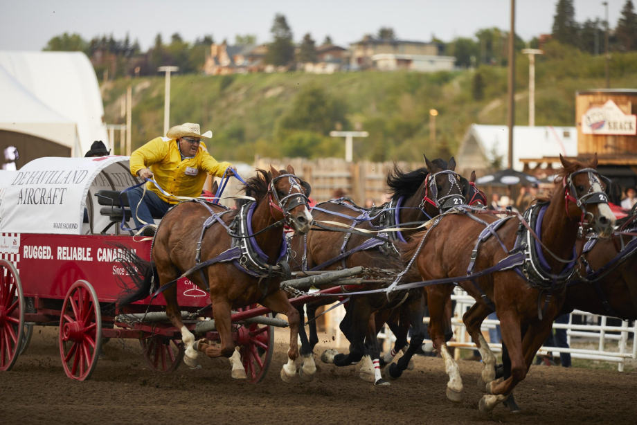 Chuckwagon Racing during the Calgary Stampede