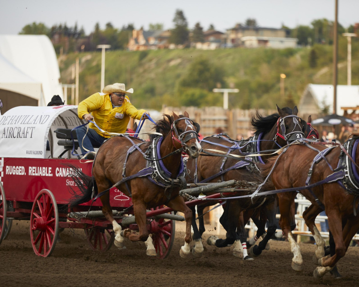 Chuckwagon Racing during the Calgary Stampede