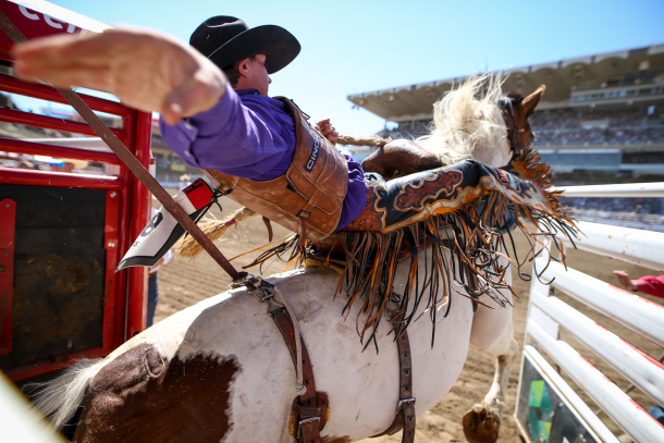 Cowboy coming out of the gate at the rodeo on his bronco