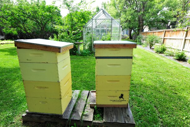 Beehives in the garden at Rouge.