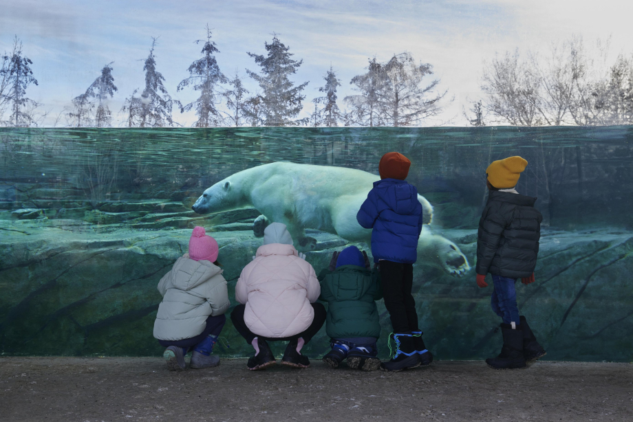 Children looking at the polar bear at the Calgary Zoo
