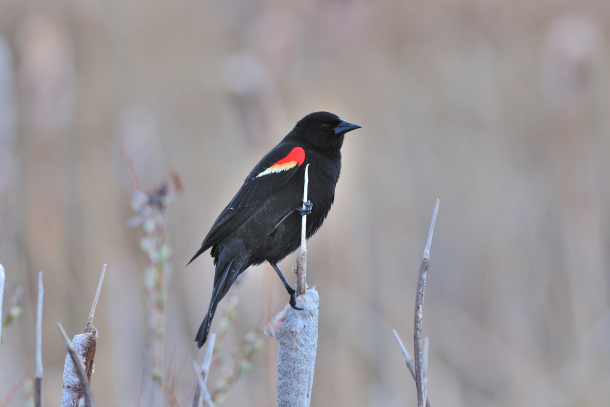 Red-Wing Blackbird