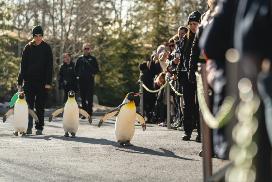 Wilder Institute/Calgary Zoo's Penguin Walk
